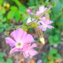 red campion thumbnail 4