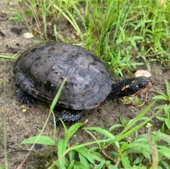 Spotted Turtle thumbnail 3