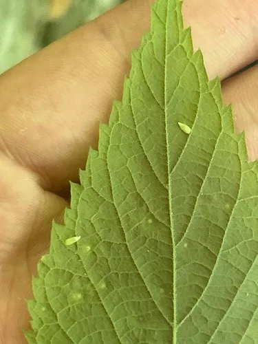 Hackberry Recumbent Gall Midge