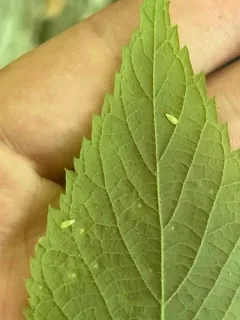 Hackberry Recumbent Gall Midge thumbnail 1
