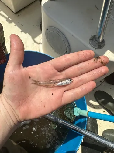 Bay Anchovy