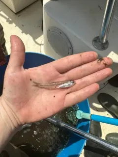 Bay Anchovy thumbnail 1