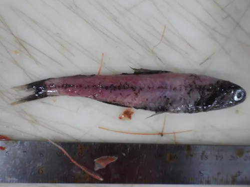 Kroyer's Lanternfish