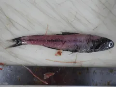 Kroyer's Lanternfish thumbnail 1