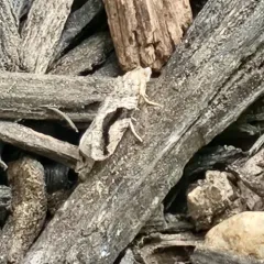 Black-crescent Proteoteras Moth thumbnail 3