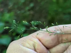Wood Meadow-grass thumbnail 3