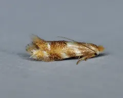 Crowned Bucculatrix Moth thumbnail 4