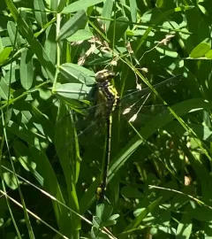 Riverine Clubtail thumbnail 4