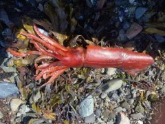 Schoolmaster Armhook Squid thumbnail 2
