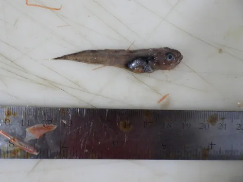 Gelatinous Seasnail