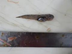 Gelatinous Seasnail thumbnail 1
