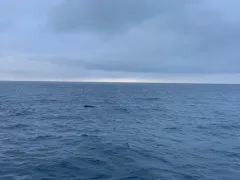 Sei Whale thumbnail 4