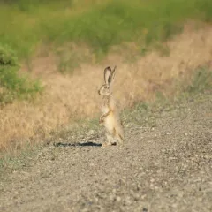 Black-tailed Jackrabbit thumbnail 4
