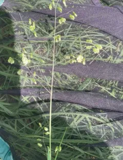 Quaking-grass thumbnail 4