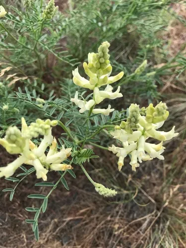 Tweedy's Milkvetch
