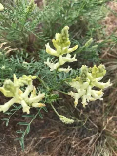 Tweedy's Milkvetch thumbnail 1
