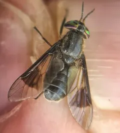 Bald Deer Fly thumbnail 1