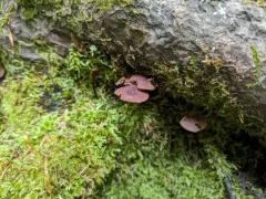 Gymnopus alkalivirens thumbnail 4