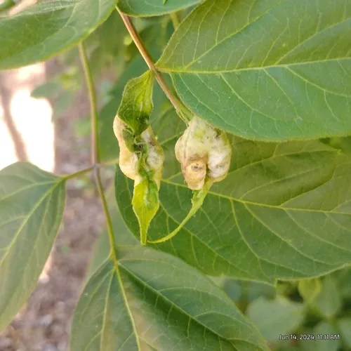 box elder gall midge