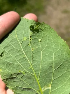 Hackberry Pear-shaped Gall Midge thumbnail 1