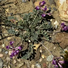 Missouri Milkvetch thumbnail 3