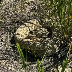 Prairie Rattlesnake thumbnail 4