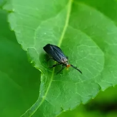 Little Devil Moth thumbnail 2