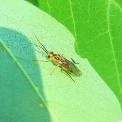 Locust Sawfly thumbnail 4