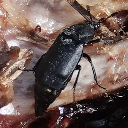 Thanatophilus truncatus