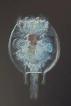 Platyias quadricornis thumbnail 2