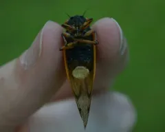 Flying saltshaker fungus thumbnail 3