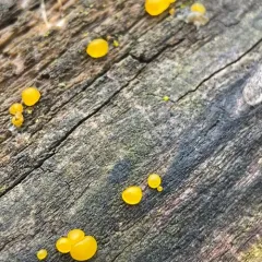 Jelly Spot Fungus thumbnail 3
