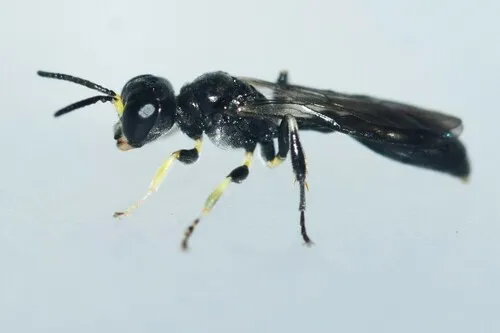 Rhopalum gracile