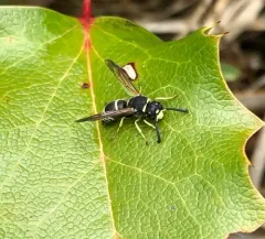 Black-and-white Mason Wasp thumbnail 2