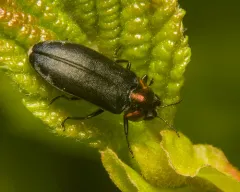Alder Gall Buprestid thumbnail 4