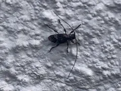 Sternidius fascicularis thumbnail 2