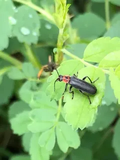Mountaineer Cantharid Beetle thumbnail 4