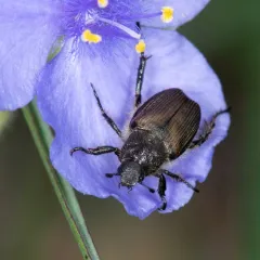 Sand Chafer thumbnail 3