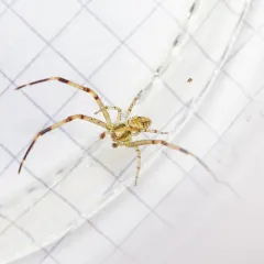 Mecaphesa sierrensis thumbnail 2