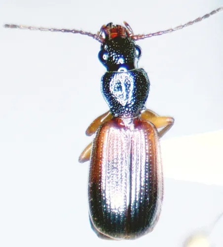 Cymindis pilosa