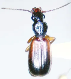 Cymindis pilosa thumbnail 1