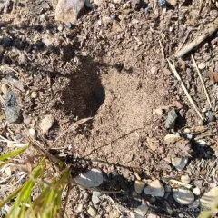 Myrmeleon immaculatus thumbnail 2