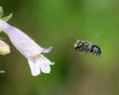 Beardtongue scraper bee thumbnail 3