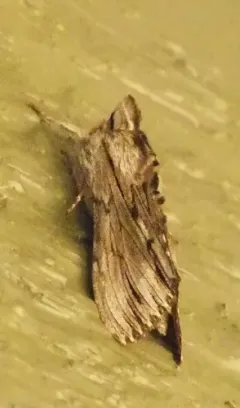 Streaked Hooded Owlet Moth thumbnail 4
