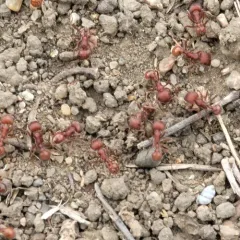Western Harvester Ant thumbnail 4