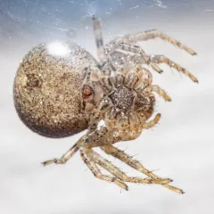 Xysticus pretiosus thumbnail 3
