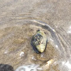 Eastern Mudsnail thumbnail 4