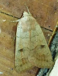 Indiscrete Cissusa Moth thumbnail 3