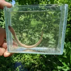 American Brook Lamprey thumbnail 1