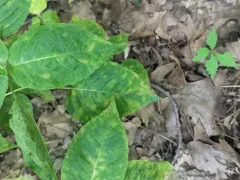 Pucciniastrum circaeae thumbnail 2